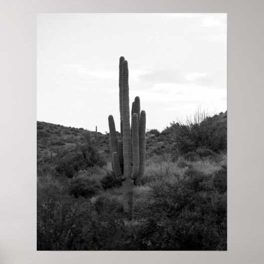 Saguaro Cactus 16x20 Poster (Vorne)
