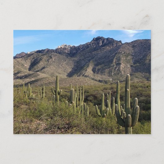 Saguaro Cactus and Catalina Mountains, Tucson AZ Postkarte (Vorderseite)