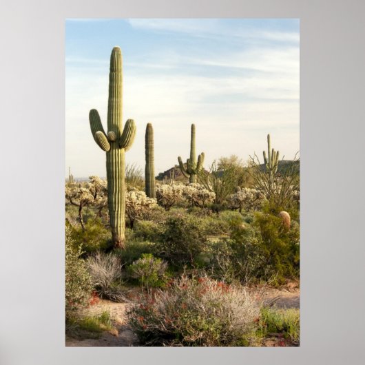 Saguaro Cactus, Arizona, USA Poster (Vorne)