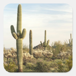 Saguaro Cactus, Arizona, USA Quadratischer Aufkleber