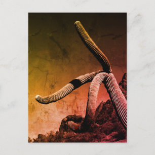 Saguaro Cactus Art Fotografy in Rustic Style Postkarte