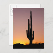 Saguaro Cactus at Sunset Postkarte (Vorne/Hinten)