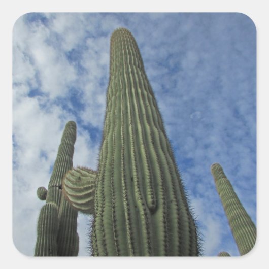 Saguaro Cactus bis nach Blue Sky Südwest Quadratischer Aufkleber (Vorderseite)