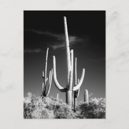 Saguaro Cactus Black and White Foto Arizona Postkarte