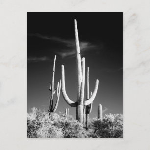 Saguaro Cactus Black and White Foto Arizona Postkarte