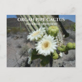 Saguaro Cactus Bllossoms Orgel Pipe Cactus Postkarte (Vorderseite)