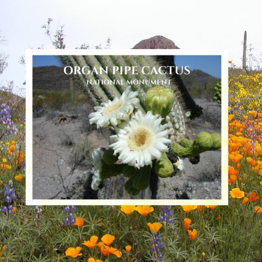 Saguaro Cactus Bllossoms Orgel Pipe Cactus Postkarte