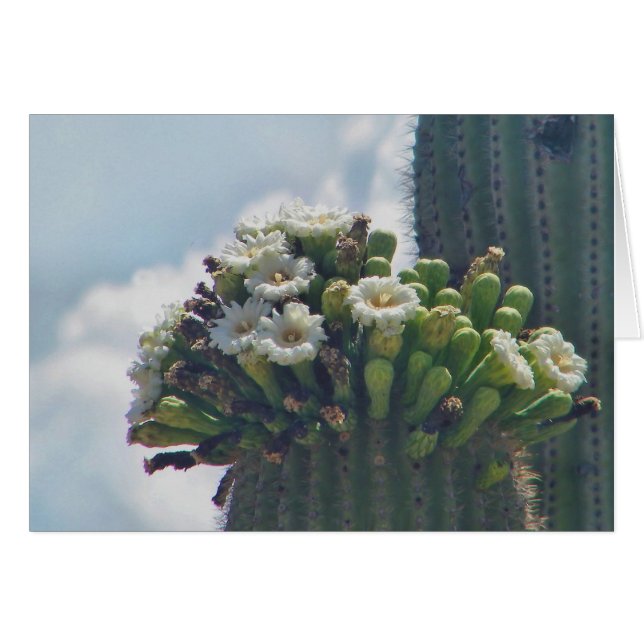 saguaro cactus bloms card (Vorderseite (Horizontal))