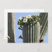 Saguaro Cactus Blooms Postcard Postkarte (Vorne/Hinten)