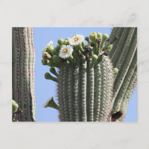 Saguaro Cactus Blooms Postcard Postkarte