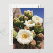 Saguaro Cactus Blossom - Arizona Staat Blume Postkarte (Vorne/Hinten)