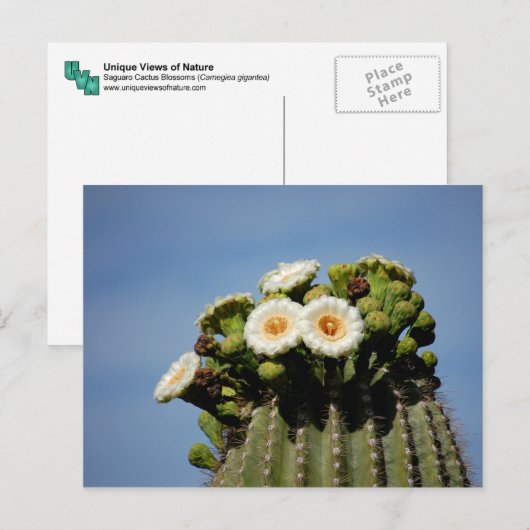 Saguaro Cactus Blossoms Postkarte (Vorne/Hinten)
