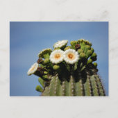 Saguaro Cactus Blossoms Postkarte (Vorderseite)