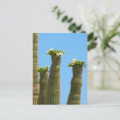 Saguaro Cactus Blossoms Postkarte (Stehend Vorderseite)