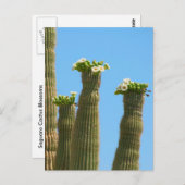 Saguaro Cactus Blossoms Postkarte (Vorne/Hinten)