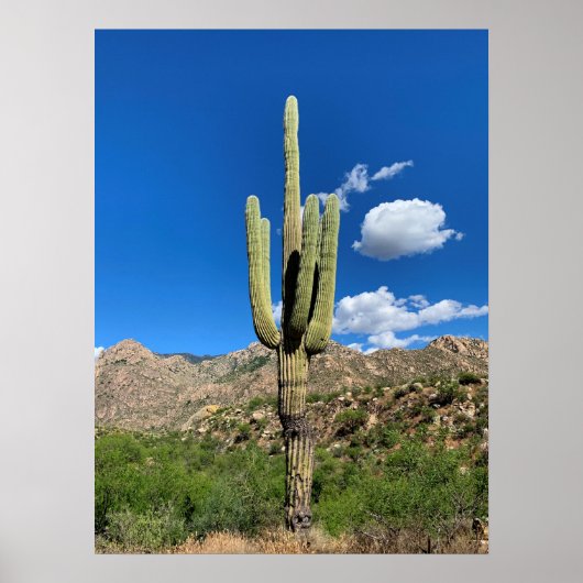 Saguaro Cactus Blue Skies Arizona Foto Poster (Vorne)