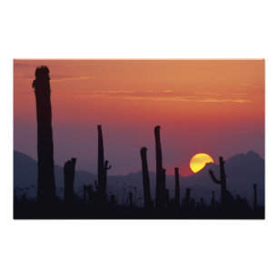 Saguaro Cactus Carnegiea gigantea), Sonnenuntergan Fotodruck