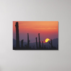 Saguaro Cactus Carnegiea gigantea), Sunset, Leinwanddruck