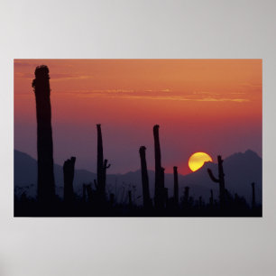 Saguaro Cactus Carnegiea gigantea), Sunset, Poster