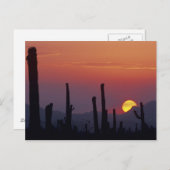 Saguaro Cactus Carnegiea gigantea), Sunset, Postkarte (Vorne/Hinten)
