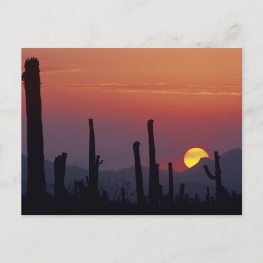 Saguaro Cactus Carnegiea gigantea), Sunset, Postkarte (Vorderseite)
