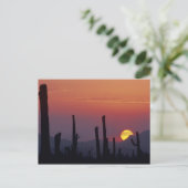 Saguaro Cactus Carnegiea gigantea), Sunset, Postkarte (Stehend Vorderseite)