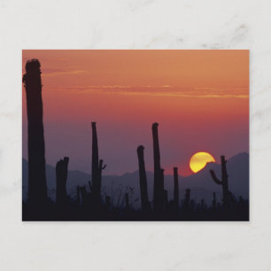 Saguaro Cactus Carnegiea gigantea), Sunset, Postkarte