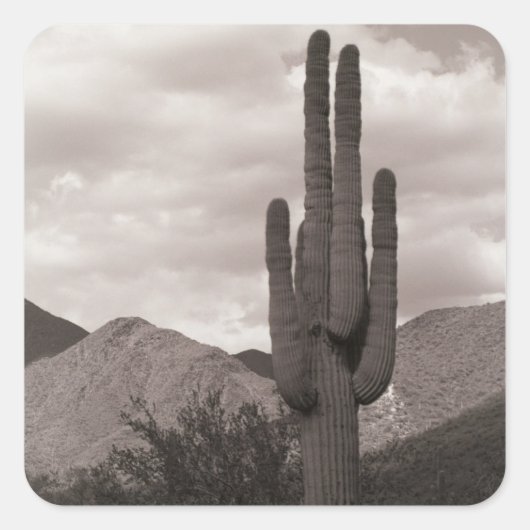 Saguaro Cactus Desert Custom Sticker Decals (Vorderseite)
