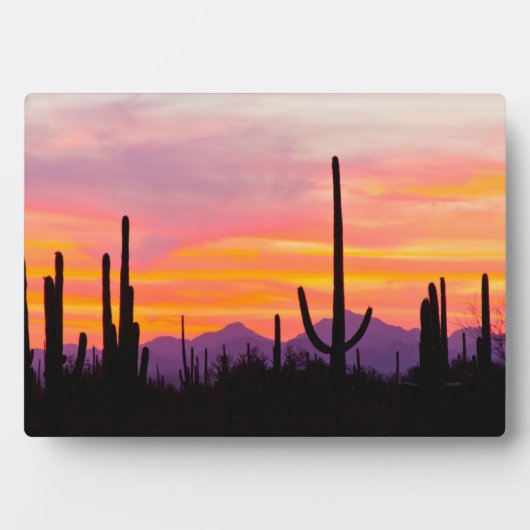 Saguaro Cactus Forest at Sunset Fotoplatte (Vorderseite)