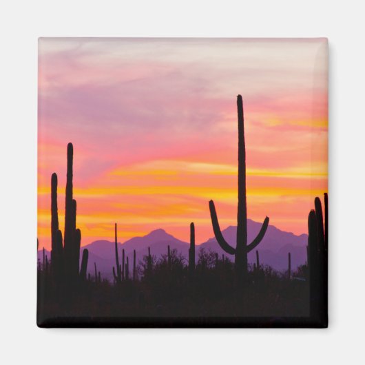 Saguaro Cactus Forest at Sunset Magnet (Vorne)