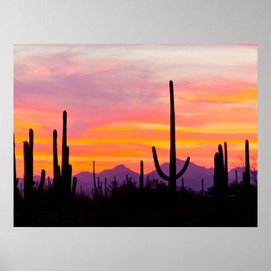 Saguaro Cactus Forest at Sunset Poster (Vorne)