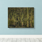 Saguaro Cactus Forest Sonoran Desert Arizona Leinwanddruck (Insitu (Holzboden))