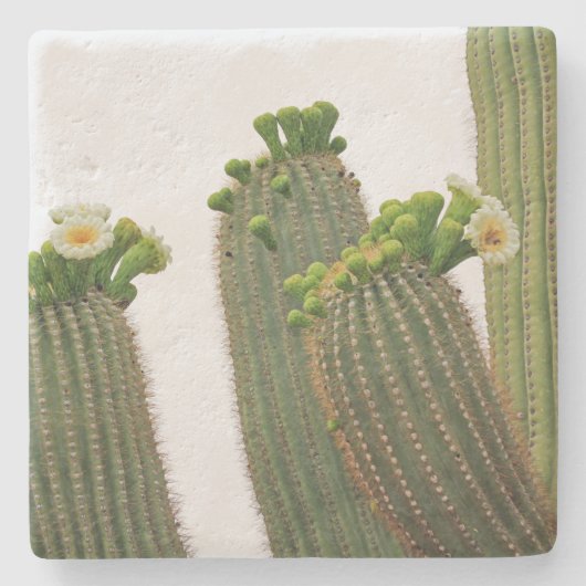 Saguaro Cactus in Arizona, Untersetzer (Vorderseite)