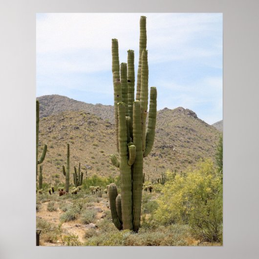 Saguaro Cactus in der Wüstenfarbe Arizona 16x20 Poster (Vorne)