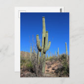 Saguaro Cactus no 1 Postkarte (Vorne/Hinten)