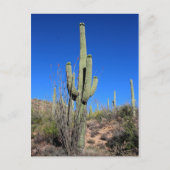 Saguaro Cactus no 1 Postkarte (Vorderseite)