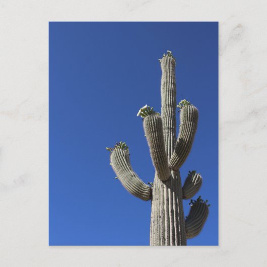 Saguaro Cactus no 4 Postkarte (Vorderseite)