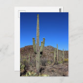 Saguaro Cactus no 9 Postkarte (Vorne/Hinten)