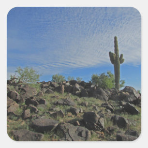 Saguaro Cactus on Hill Foto Desert Südwest Quadratischer Aufkleber