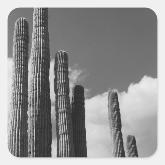 Saguaro Cactus Pipes Desert Custom Sticker Decals (Vorderseite)