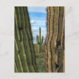 Saguaro Cactus Postcard Postkarte