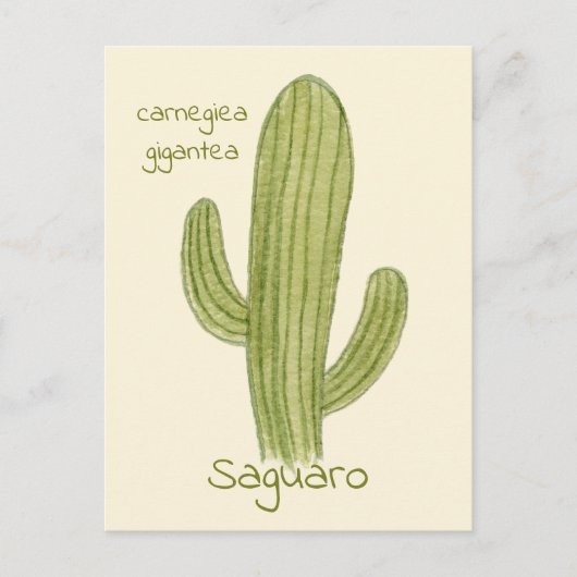 Saguaro Cactus postcard. Postkarte (Vorderseite)