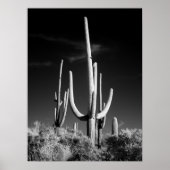 Saguaro Cactus Poster (Vorne)