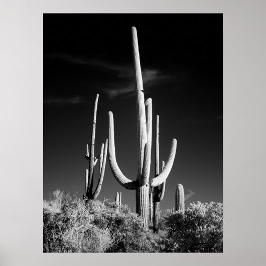 Saguaro Cactus Poster (Vorne)