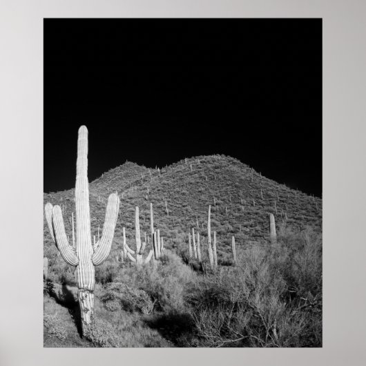 Saguaro Cactus Poster (Vorne)