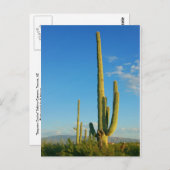 Saguaro Cactus Postkarte (Vorne/Hinten)