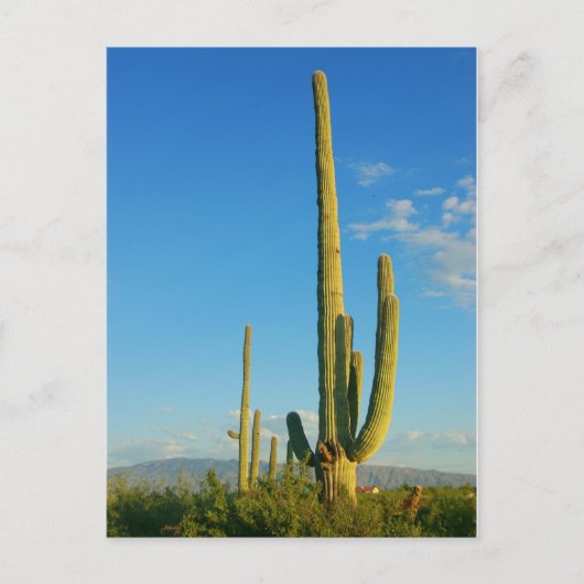 Saguaro Cactus Postkarte (Vorderseite)