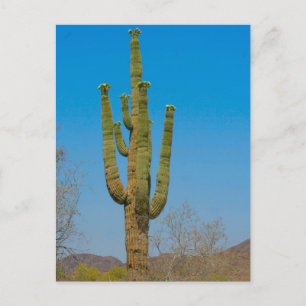 Saguaro Cactus Postkarte