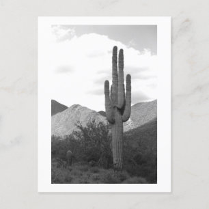 Saguaro Cactus Sonoran Desert B&W Foto Postkarte