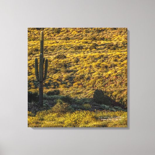 Saguaro Cactus Sonoran Desert in Springtime 24x24 Leinwanddruck (Vorderseite)